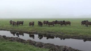 zwartbles in winter [upl. by Anayad]