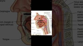 sagittal section in head and neck practical [upl. by Denie816]