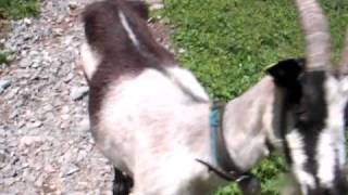 Shocking  Crazy Goat Attacks Human [upl. by Eseuqcaj75]