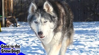 Oakley the Husky  The Story of Oakley our Rescued Husky [upl. by Adnuhser88]