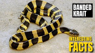 Amazing facts of Banded Krait  Interesting Facts  The Beast World [upl. by Hendry584]