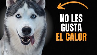 HUSKY SIBERIANO 9 COSAS QUE DEBES SABER [upl. by Selima]