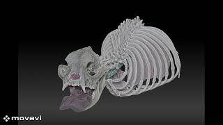 PhD Vid Of models Brachycephaly [upl. by Aicitel639]