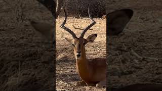 A beautiful impala wildlife botswana safari newshorts [upl. by Adnal]