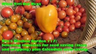 Vivis Kitchen Garden 117 Selecting tomatoes for seed saving taste and cropping amp Calendula seed [upl. by Grim]