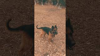 DOG REFLEX dog germanshepherd viral doglover reels pets youtubeshorts [upl. by Ahsila]