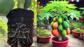 The best secret to growing super dwarf papaya trees [upl. by Santiago]