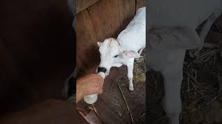 Ternerito tomando leche en mamadera Suscríbete al canal Agronomia es vida [upl. by Cullie]