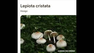 Lepiota cristata [upl. by Aprile]