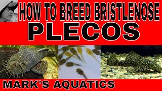 HOW TO BREED BRISTLENOSE PLECOS [upl. by Nalaf]