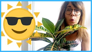 Understanding Natural light for houseplants  indoor plant lighting [upl. by Ornstead]