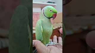 Cute😍Parrot Talking Mummy Papa Ji 🦜 talking parrot talkingparrot mitthutalkingparrot [upl. by Thomasine9]