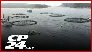 Salmon farming in BC raising ethical questions [upl. by Vonnie]