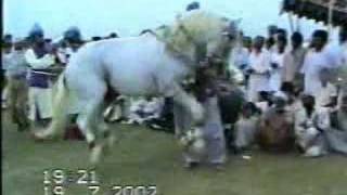 Horse Dancing in Pakistan 46 [upl. by Edobalo]