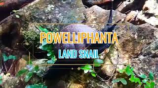 🐌 Powelliphanta • Rare Land Snail found in the Philippines 🇵🇭 [upl. by Yanahc]