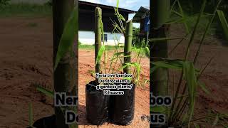 Neria live bamboo Dendrocalamus giganteus 7002 791 693 [upl. by Orteip395]