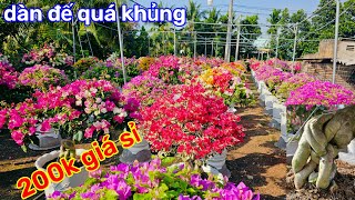 hoa giấy chơi tếtgiao lưu số lượng tại chỗđế chà bá giá 200k 📞0986849358 Tèo [upl. by Payne]