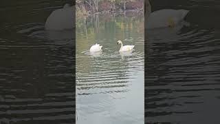 Trumpeter swan Cygnus buccinator birds nature wildlife [upl. by Wrightson119]