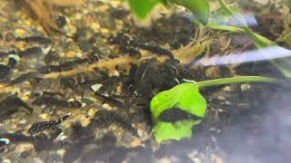 Baby bristle nose and L Plecos [upl. by Vern]