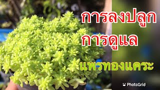 การลงปลูกและการดูแลแพรทองแคระ Sedum japonicum [upl. by Zink]