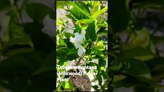 TabernaemontanaMilkwoodFlower Plantbeautifulnatureuttarakhandshortsviraltrendingyoutube [upl. by Rena]