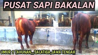 HARGA SAPI TERBARU  PUSAT sapi JAWA TENGAH [upl. by Teferi]