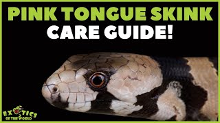 Pink Tongue Skink Care  How To Take Care Of A Pink Tongue Skink [upl. by Kiraa]