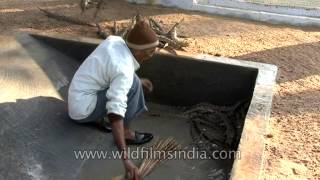 Baby Gharials in Crocodile Centre at Deori Morena [upl. by Korry]