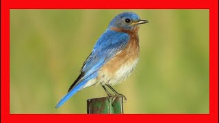 Eastern Bluebird Song Eastern Bluebird Call Eastern Bluebird Sound Eastern Bluebird Singing [upl. by Ralina]