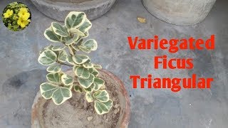 Variegated Ficus Triangular Detailed Information and Care  Beautiful Variegated Ficus Triangula [upl. by Nevs960]