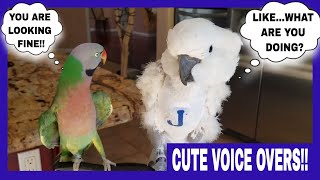 My Mustache Parakeet Hits On My Cockatoo  WITH HILARIOUS ANIMAL VOICEOVER [upl. by O'Donovan]