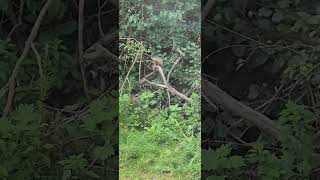 WoodChuckNwisconsinlifenatureriverlifeoutdoors [upl. by Chelton444]