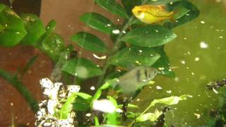 Panasonic Lumix DMC FT3  TS3 Full HD video test  Underwater  fish feeding [upl. by Kailey]