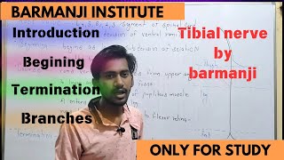 Tibial nerve  root value  beginning  course  branches  termination [upl. by Oiramej556]