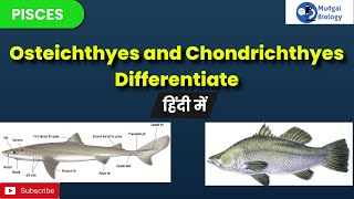 difference between chondrichthyes and osteichthyes chondrichthyes and osteichthyesBSc 3rd year [upl. by Cynde]