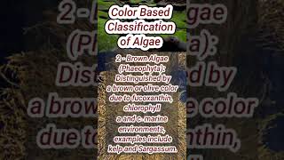 Classification of Algae  Rhodophyta pheophyta Chlorophyta [upl. by Yraeht]