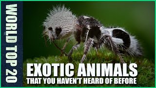 Top 20 Exotic Animals You Havent Heard of Before [upl. by Braeunig]