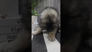 🥰 Fluff Overload Meet Our Newest Keeshond Puppy 🌟 keeshondpuppies keeshond shorts newarrival [upl. by Yllil]