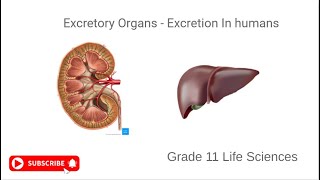 Excretory Organs  Excretion In Humans Grade 11 Life Sciences [upl. by Koblas]