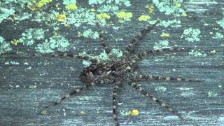 Dark Fishing Spider Pisauridae Dolomedes tenebrosus on Fence [upl. by Traci]