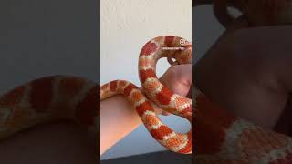 Fluorescent Okeetee Corn Snake ❤️ [upl. by Yaras416]