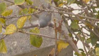 Subalpine Warbler [upl. by Lady]