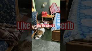 Pls subscribe🙏viral video dog dogbreed shihtzu shitzulove cute dogloverlL [upl. by Arik]