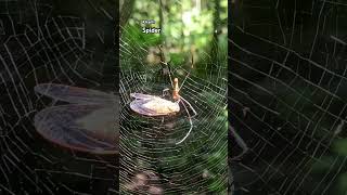 Wildlife Expert Captures STUNNING Spider Hunting Cicada wildlifeshorts [upl. by Harshman277]