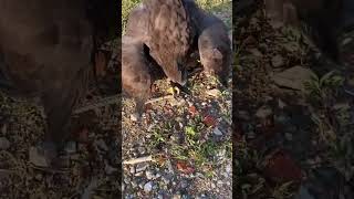 Nice Hunt Eagle birds wildeagle birdspotting birdwatch [upl. by Ahsyek485]