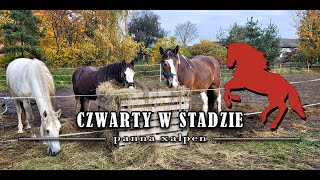 CZWARTY W STADZIE [upl. by Aerdnad]