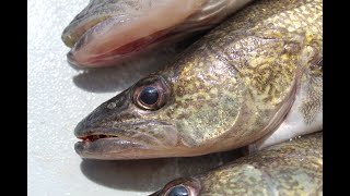 St Clair River Walleye  Bottom Bouncing [upl. by Sewoll496]