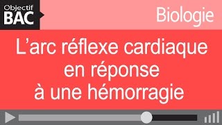 Biologie ST2S  L’arc réflexe cardiaque en réponse à une hémorragie [upl. by Monteria]