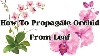 How To Propagate Orchid From Leaf  LIFE HACKS [upl. by Suirtimid]