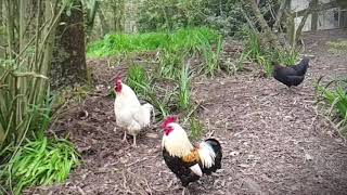 Slowed down rooster call [upl. by Am]